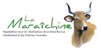 Vache Maraichine