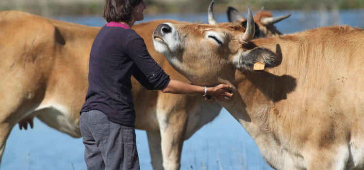 Bien-être animal