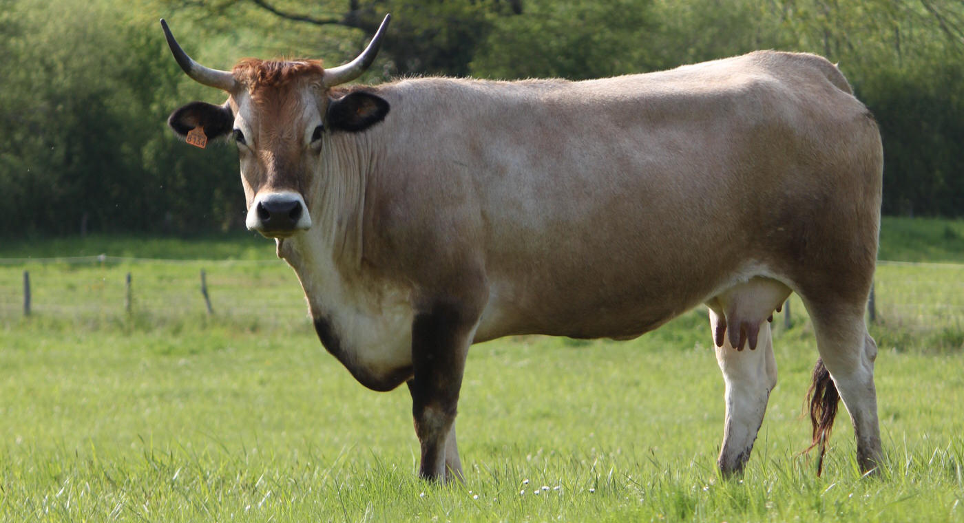 Une vache à redécouvrir