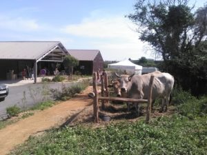 biocoop st hilaire de riez vache maraichine