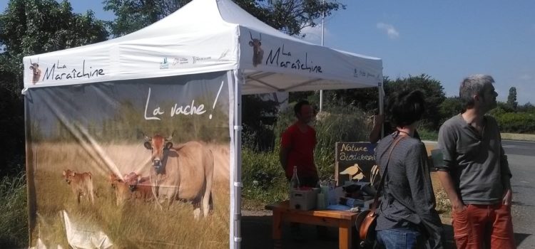 stand vache maraichine st hilaire de riez