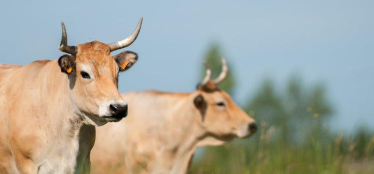 Alauda vache GAEC la barge au Querruy Sellier