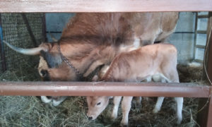 Lacrevette-vache-GAEC-la-barge