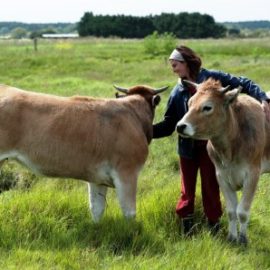 Ludivine cosson avec 2 vaches maraichines