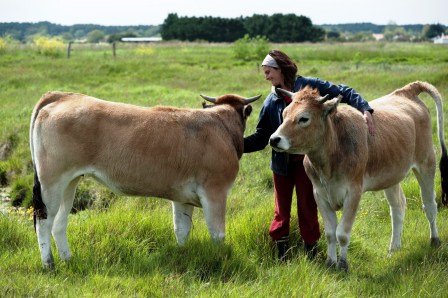 Ludivine cosson avec 2 vaches maraichines