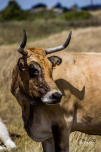 Vellela vache le Querruy Sellier - photo : Eric Marcq