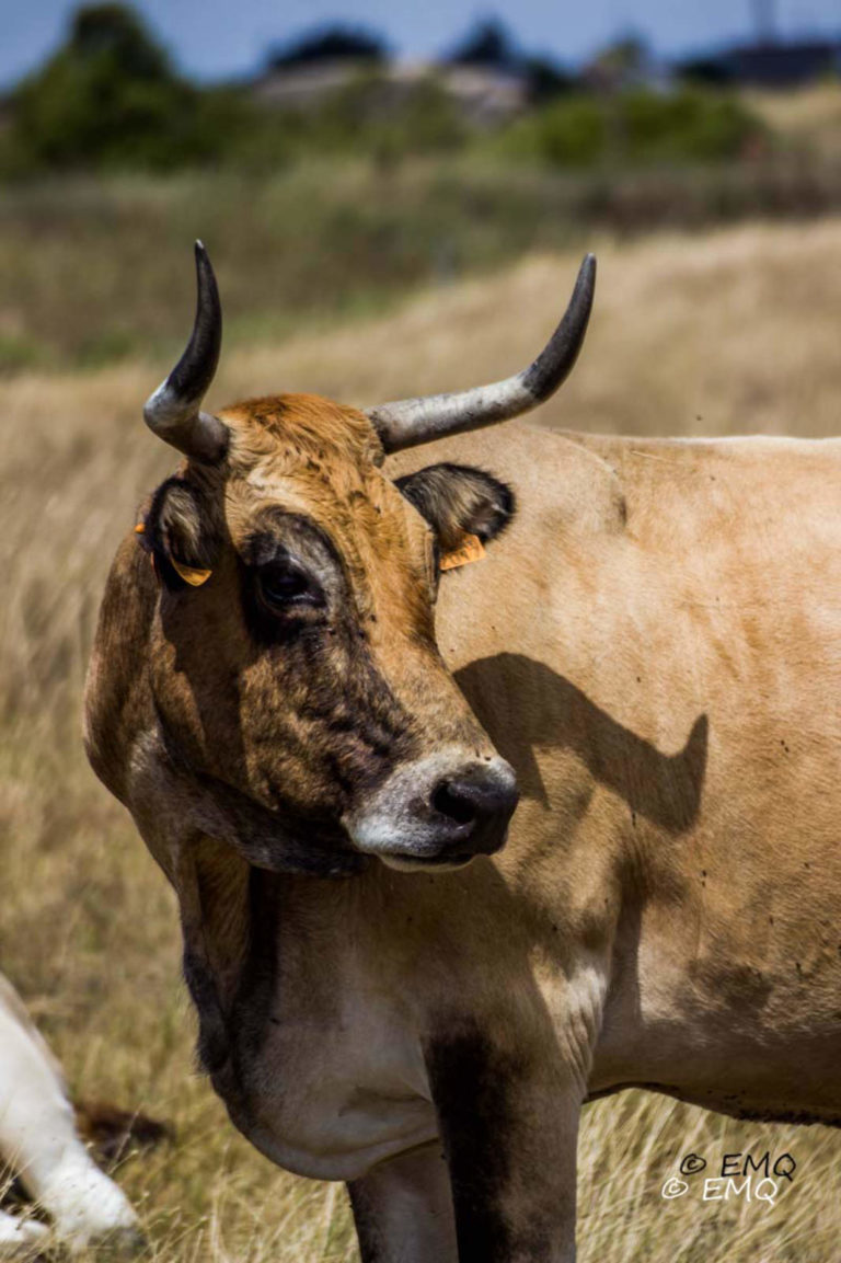 vache-mara-chine-fr-d-ric-signoret-et-ludivine-cosson-gaec-la-barge