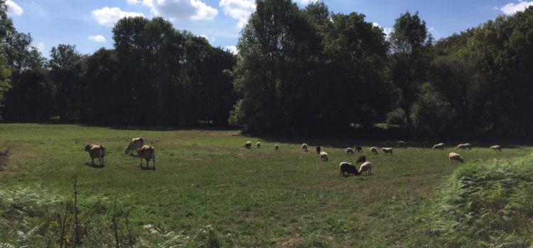 Pastoralisme avec des races locales sur les rives de l’Yon