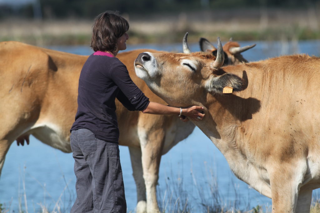 bien-etre animal vache maraichine