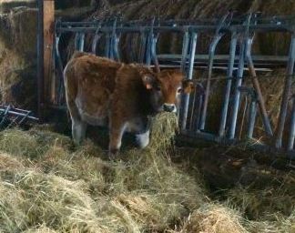 Odonis une vache pour la ZAD