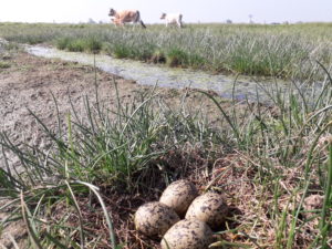 L'avocette qui aime les sols vaseux profite de la disparition temporaire de la végétation.