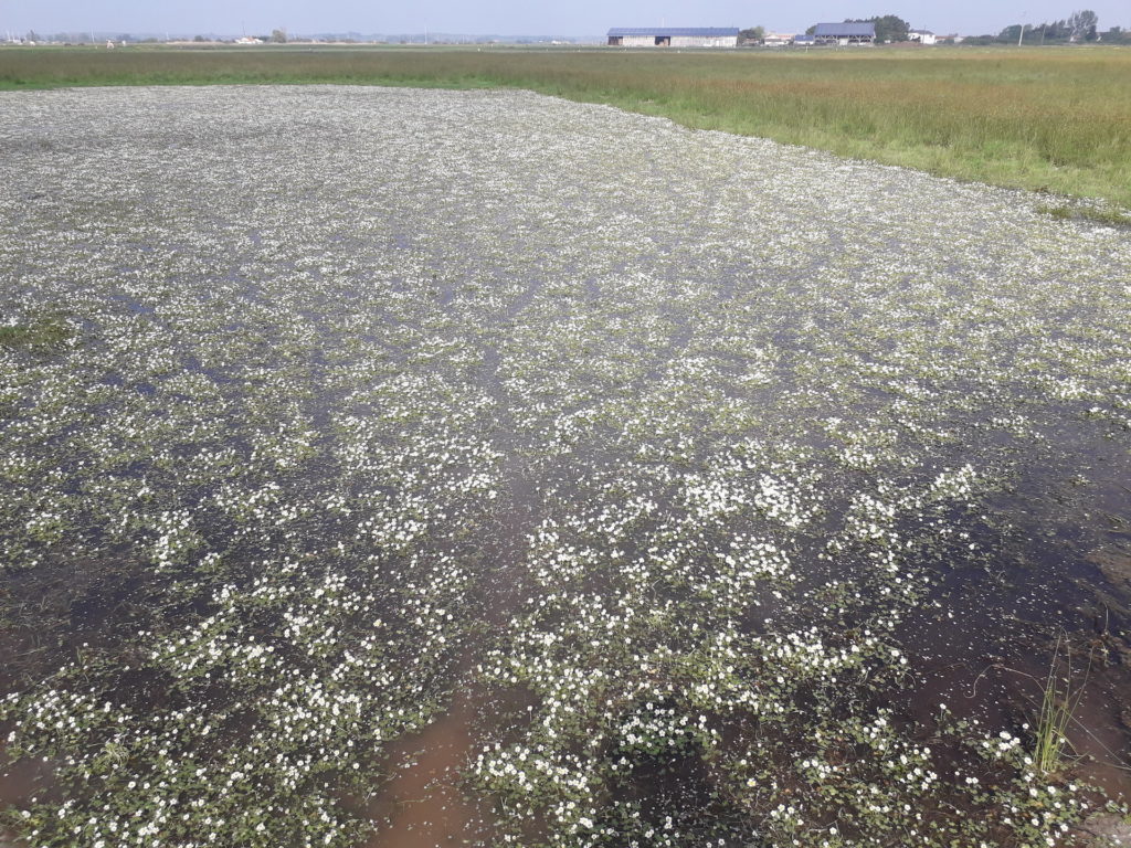 Dans cette dépression, les renoncules aquatiques ont exceptionnellement remplacée l'herbe ce printemps.
Des plantes fourragères comme les chénopodes (très riches en azote) apparaîtront en été.