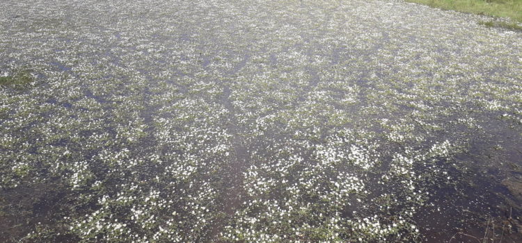 MAEC prairies de marais, Fortes pluies hivernales, printemps sec, quelles conséquences ?