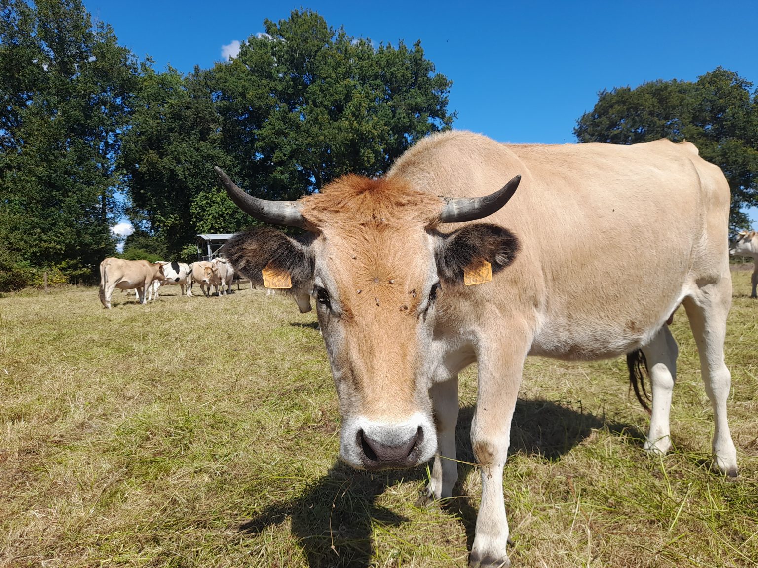 vache-mara-chine-fr-d-ric-signoret-et-ludivine-cosson-gaec-la-barge