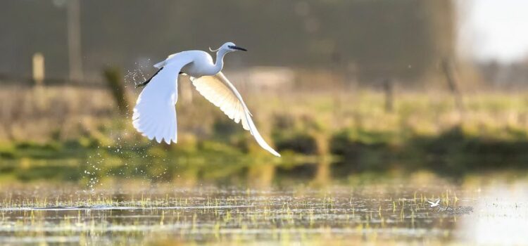 Aigrette Garzette Photo Jean Marc Rabiller