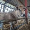 L’Office Français de la Biodiversité en visite chez un éleveur de maraîchines￼