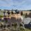 Venez découvir les Vaches Maraîchines dans le Marais Breton