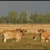 Paroles d’éleveuses et d’éleveurs