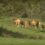 Film sur la ferme expérimentale de l’INRAE