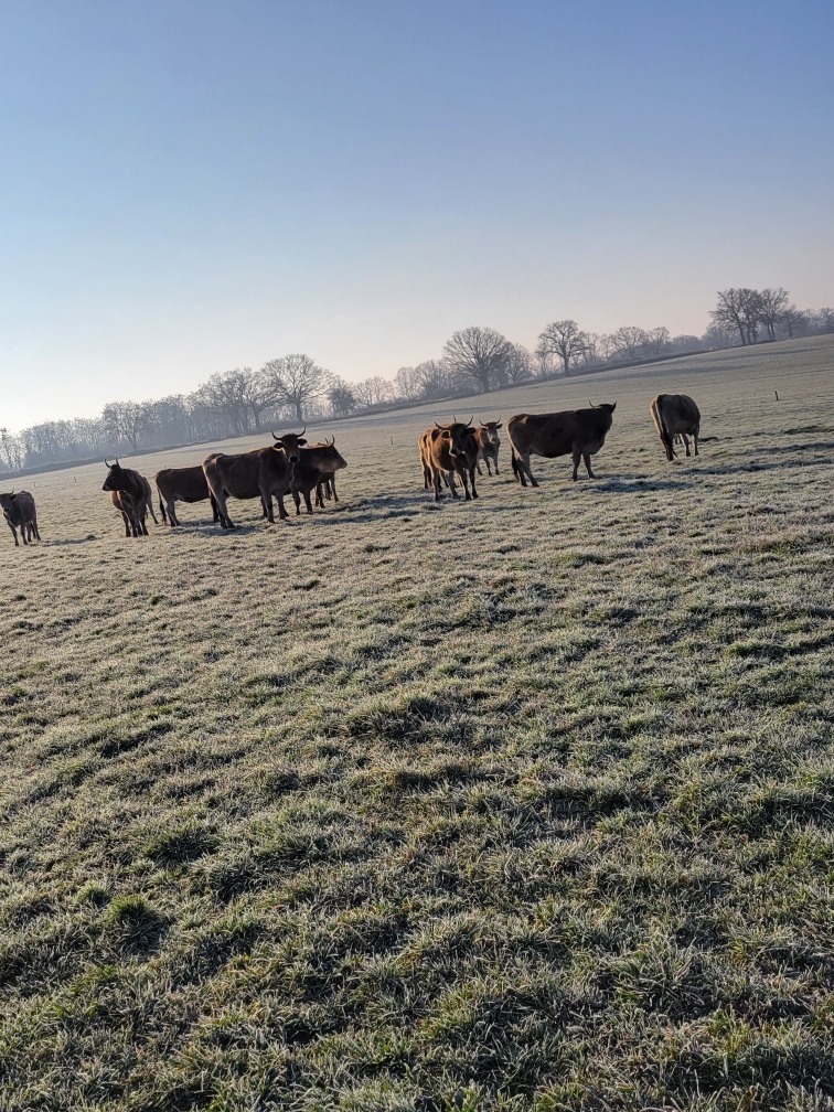 Vaches maraîchine - Berrry