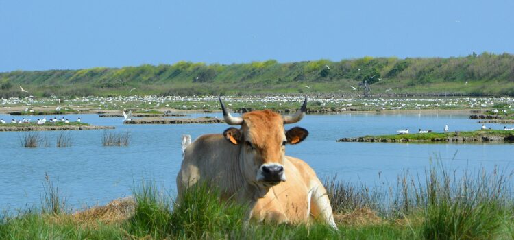 polder de Sébastopol - photo Gaëtan Calmes