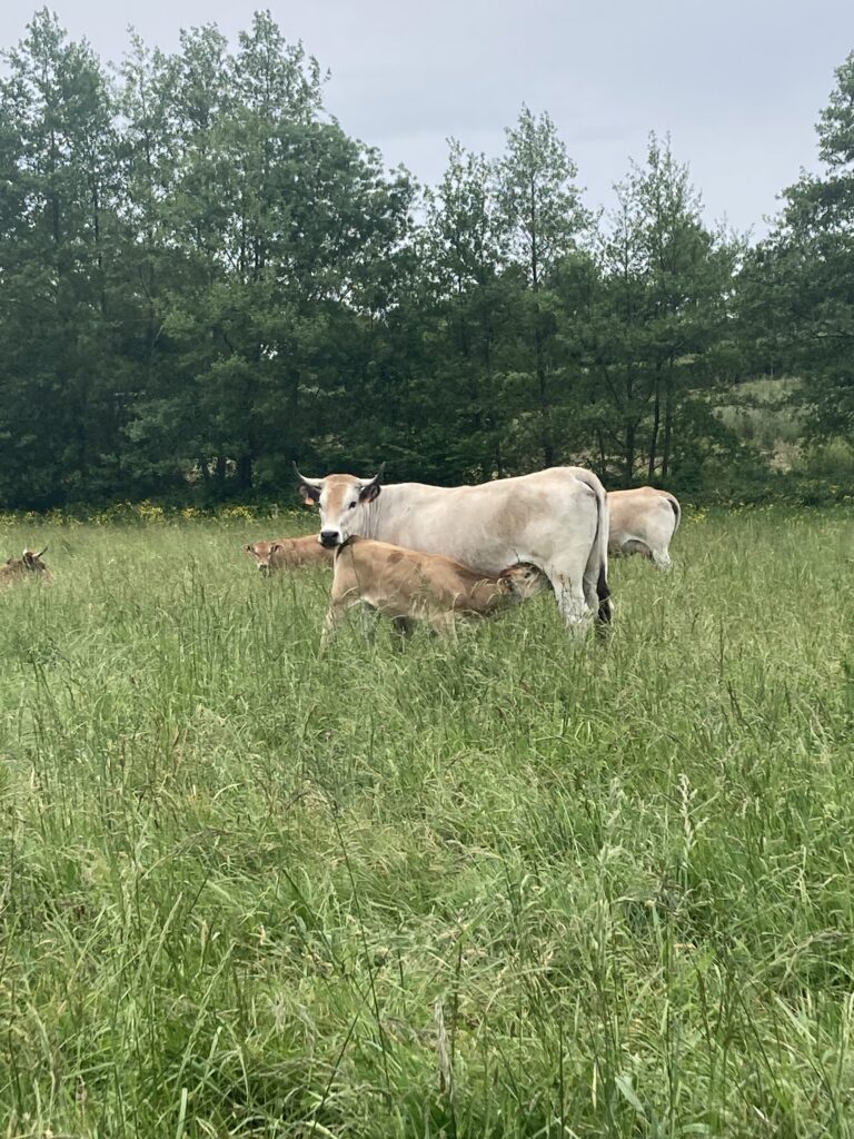 Vaches du Champ des Alouettes - photo LPO Vendée