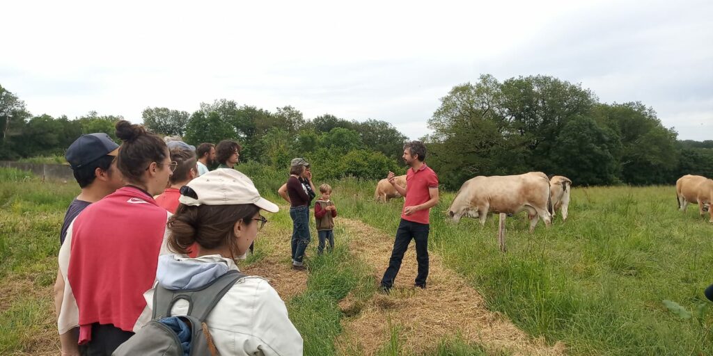 Ferme du Loriot - présentation des vaches
