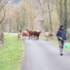 Un nouvel éleveur de Maraîchines en Anjou