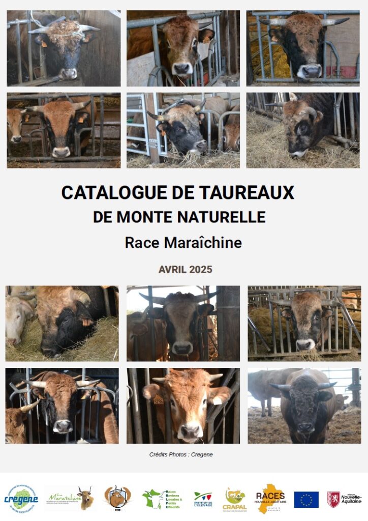 Couverture catalogue taureaux