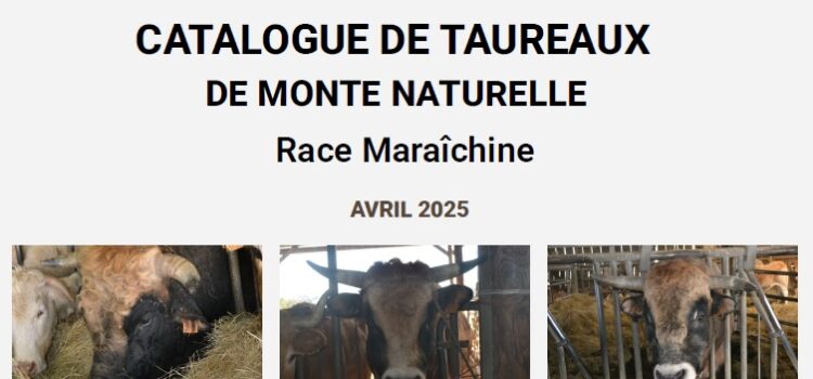 Parution du catalogue de taureaux maraîchins Couverture catalogue taureaux
