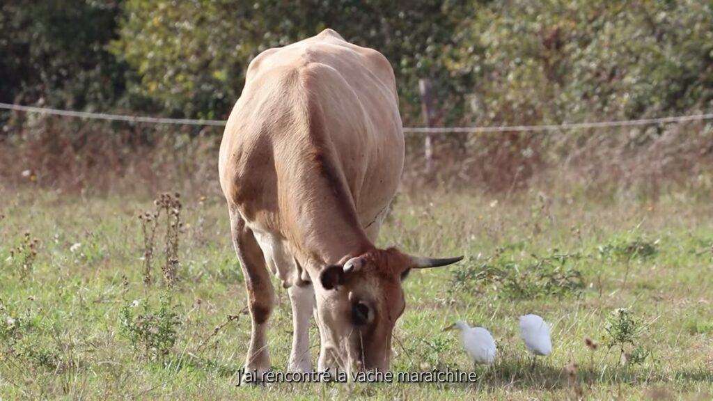 image extraite du film "Sébastien Guilhemjouan, Paysan de nature à la Ferme des Loriots à Moutiers-les-Mauxfaits" (LPO Vendée)