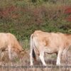 Petit film sur la ferme des Loriots