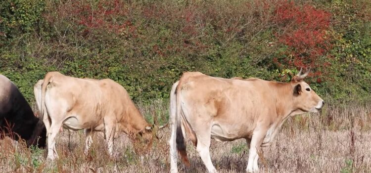 image extraite du film "Sébastien Guilhemjouan, Paysan de nature à la Ferme des Loriots à Moutiers-les-Mauxfaits" (LPO Vendée)