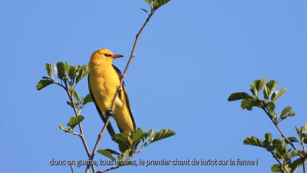 Film Ferme des Loriots LPO Vendée Paysans de nature - Loriot