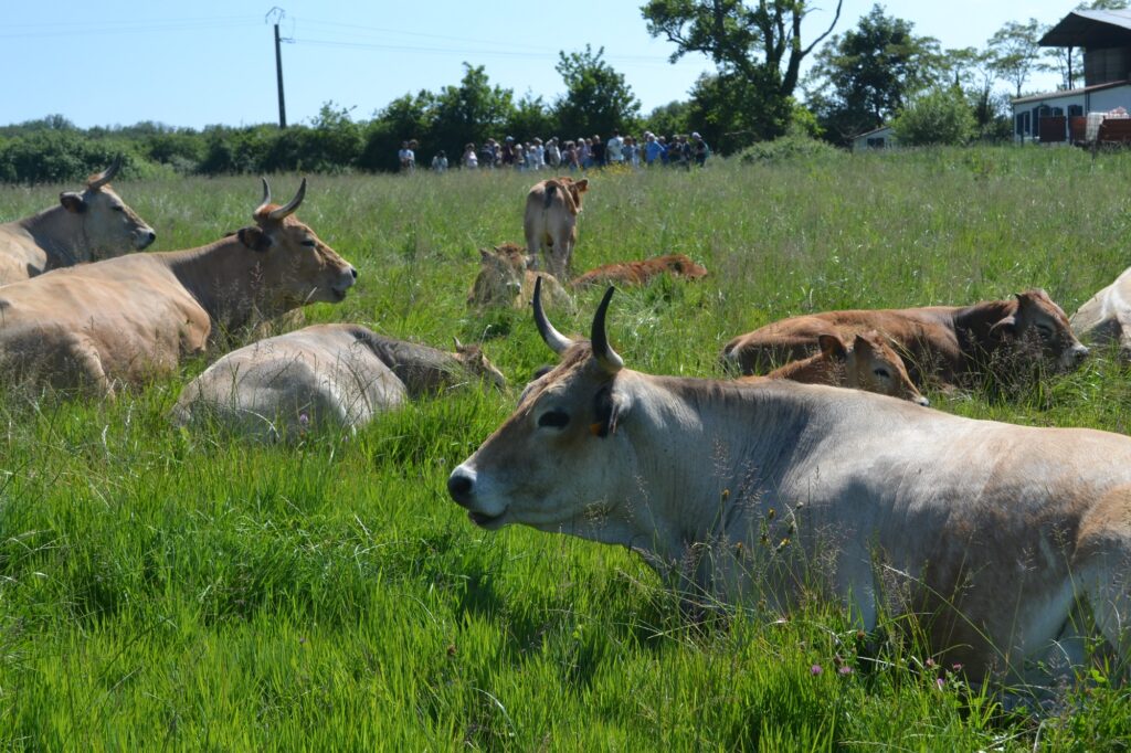 Le troupeau de maraîchines des Loriots et ses visiteurs - photo Soline Bickert / Cregene