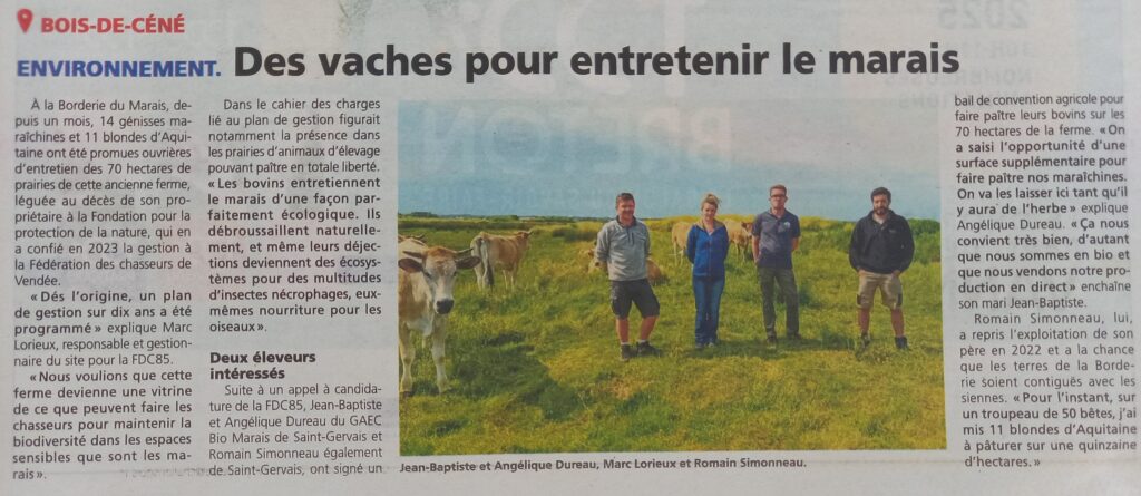 Des vaches pour entretenir le marais - Courrier Vendée - 12 juin 2025