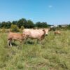 Les futurs taureaux de l’association
