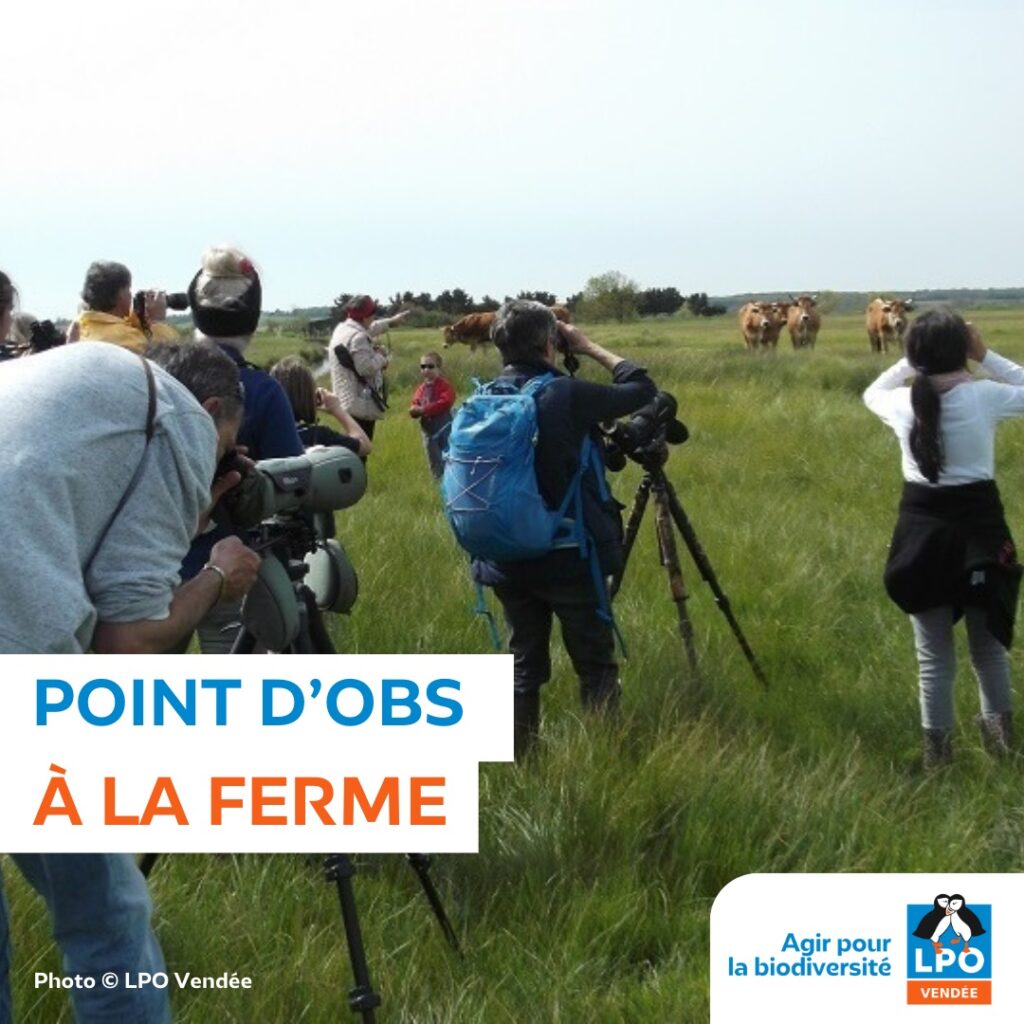 Point Dobs A La Ferme Photo Lpo85
