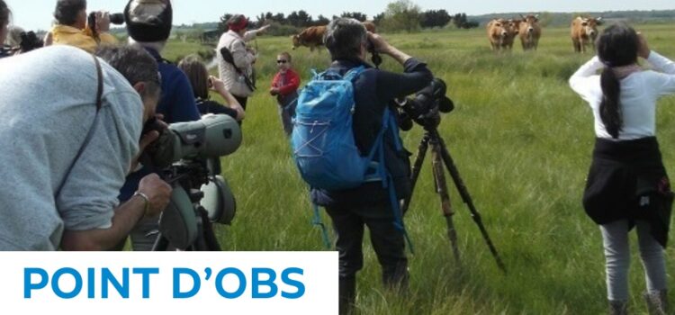 Point Dobs A La Ferme Photo Lpo85