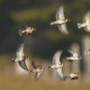 Des oiseaux et des vaches : épisode 14