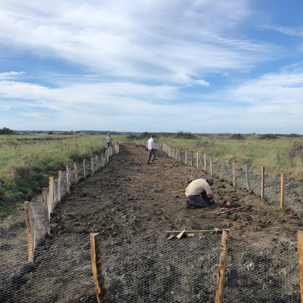 Travaux Leste à grands stigmas - GAEC La Barge