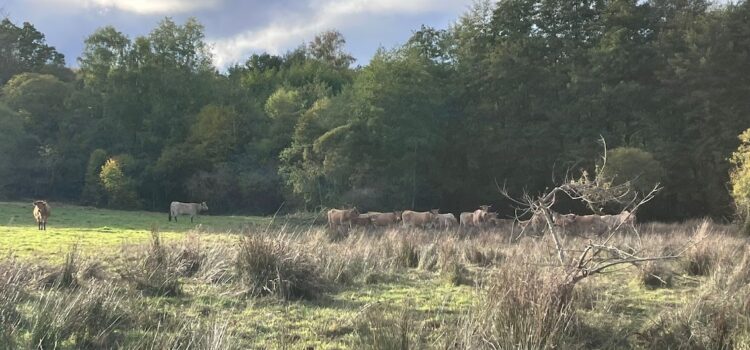 Journées techniques élevage en zone humide, FCEN Paysans de nature, Creuse, octobre 2025 - photo Anne Desfontaines FCEN