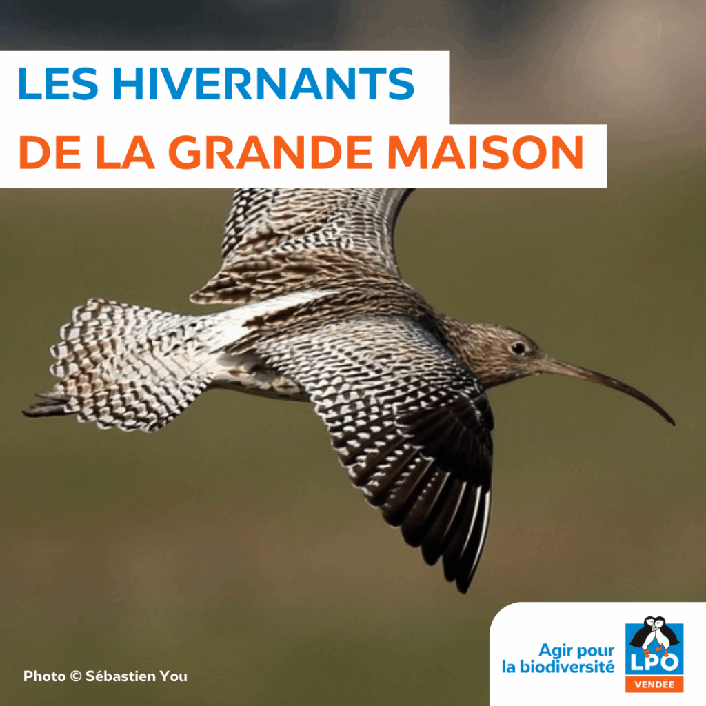 Hivernants de la Grande Maison