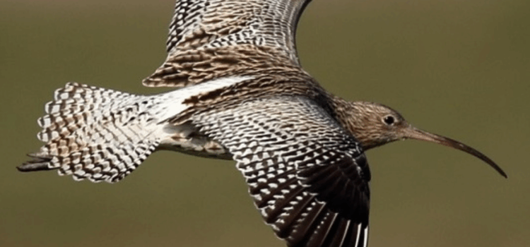Hivernants de la Grande Maison
