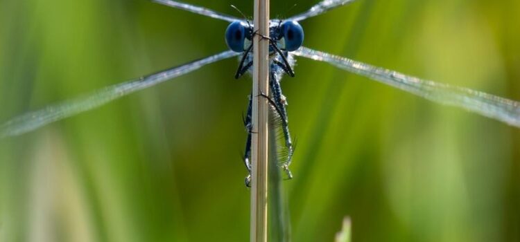 Travaux en faveur des libellules Lestemacrostigma Lpo85
