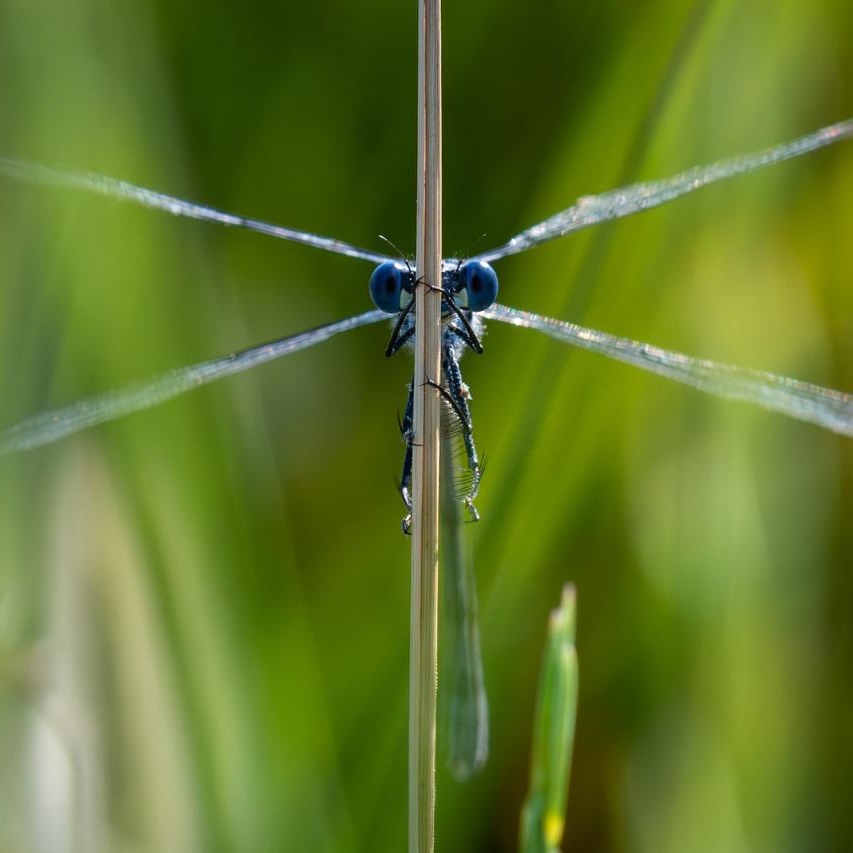 Lestemacrostigma Lpo85