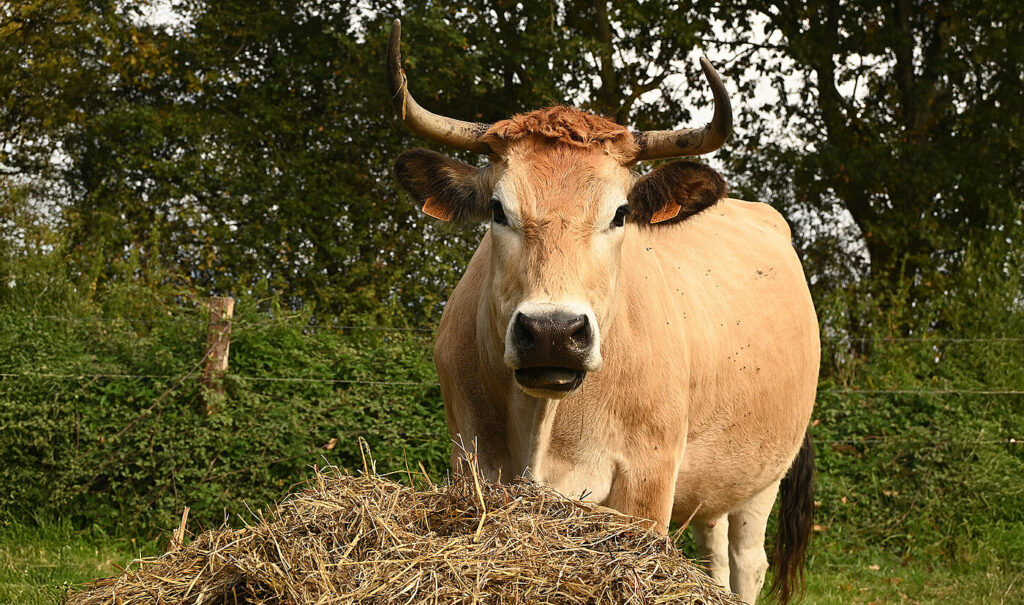 Dorian Rabillé, Ferme Les Brancardières. Photo Patrick Durandet (CD 85)