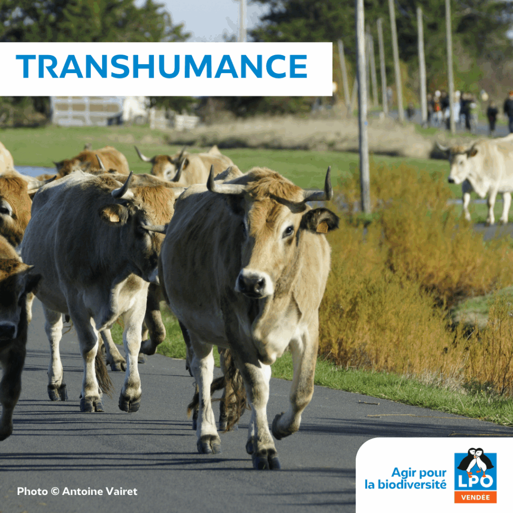 Sortie transhumance - GBMA LPO Vendée