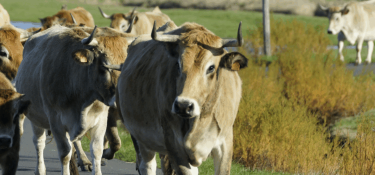 Sortie transhumance - GBMA LPO Vendée