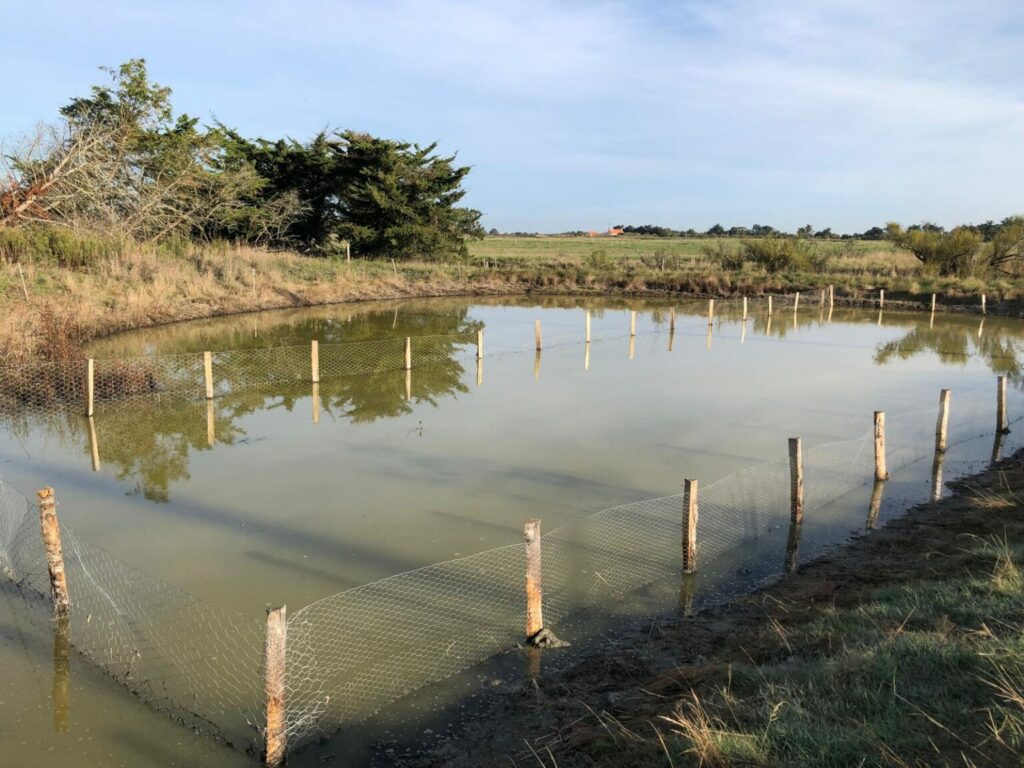 Travaux Leste à grands stigmas - GAEC La Barge
